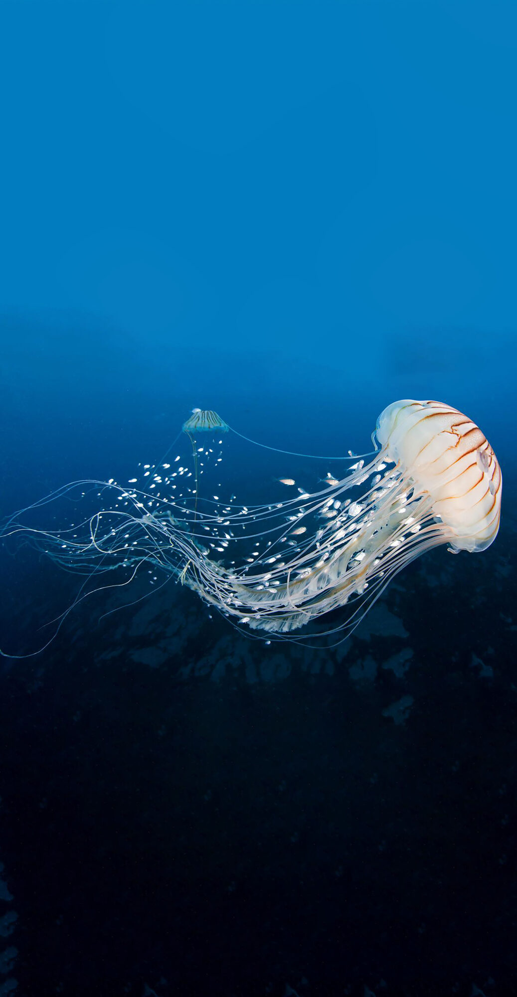 White Jellyfish dansing in the dark blue ocean water.